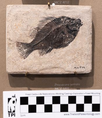 Media type: image;   Vertebrate Paleontology VPF-5372 Description: Photograph of the skeleton in right lateral view of MCZ VPF-5372. On exhibit in the HMNH Romer Hall.;  Aspect: lateral